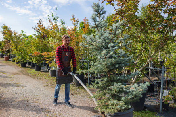 Professional Tree Services in Temple, TX