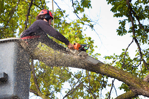 How Our Tree Care Process Works  in Temple, TX